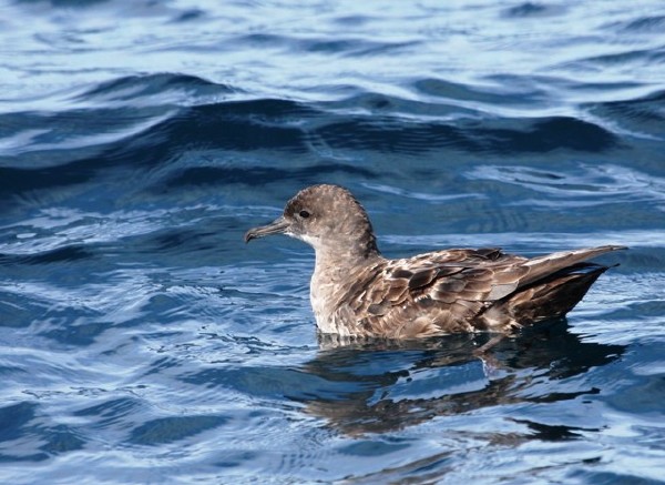 Sooty Shearwater